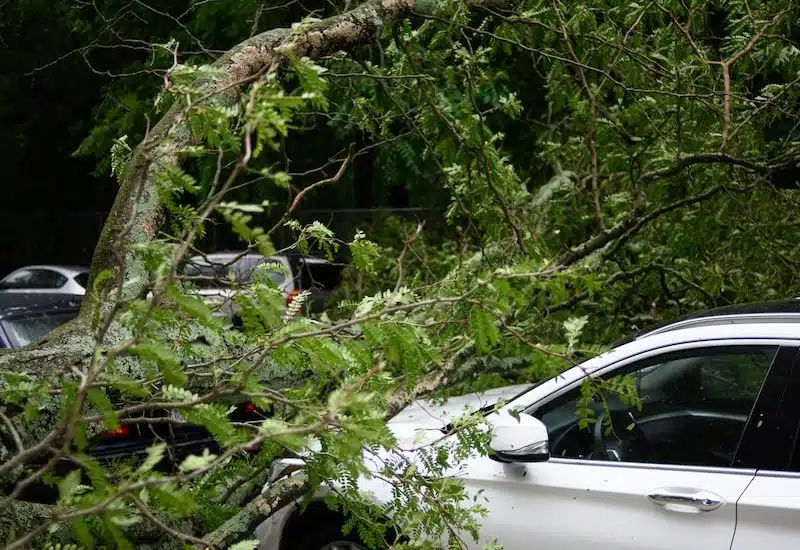 white car parked near green trees during daytime